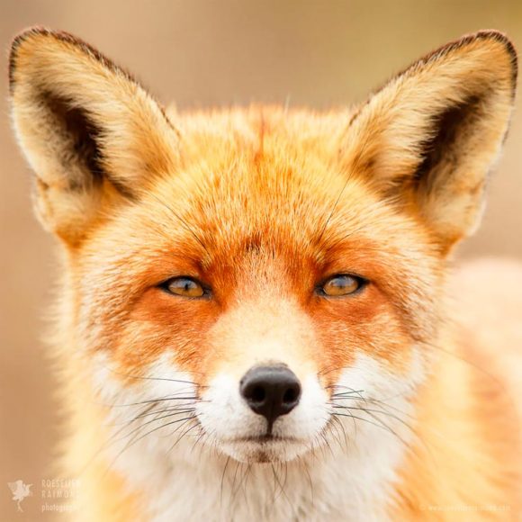faces_of_foxes_03