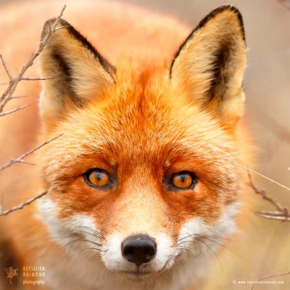 faces_of_foxes_12