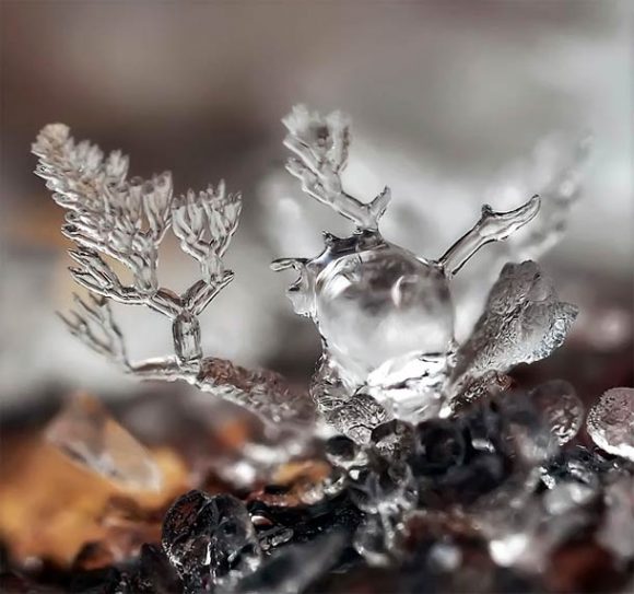 macro-photographs-of-snowflakes-12